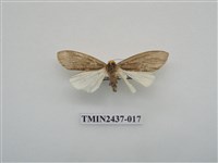 藏品(淡墨苔蛾)的圖片